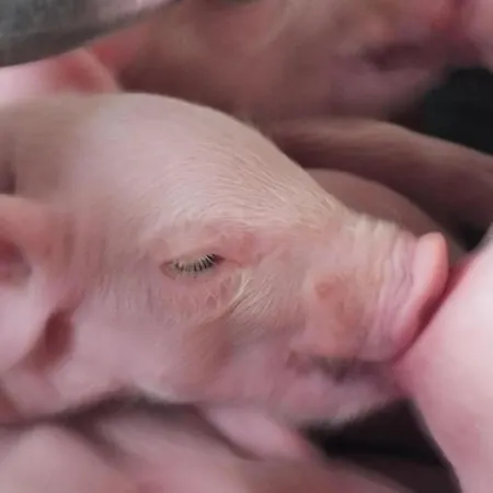 度假居 Schaeferei Baehrs Neufelderkoog